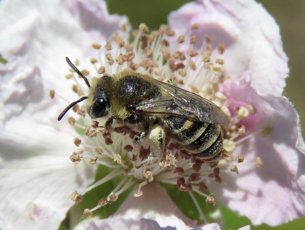Bee Course it's fun!